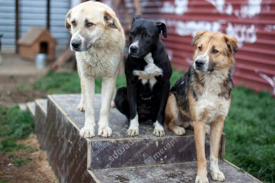 Booser mit zwei anderen Hunden sitzen bzw. stehen auf einer Erhöhung.