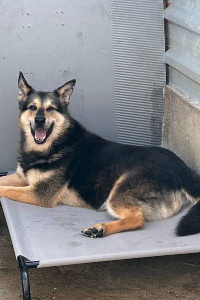 Rüde liegt auf einer Liege und sieht freundlich in die Kamera