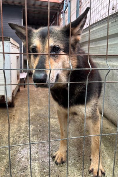 Nico steht hinter den Zwingergittern und schaut traurig nach draußen