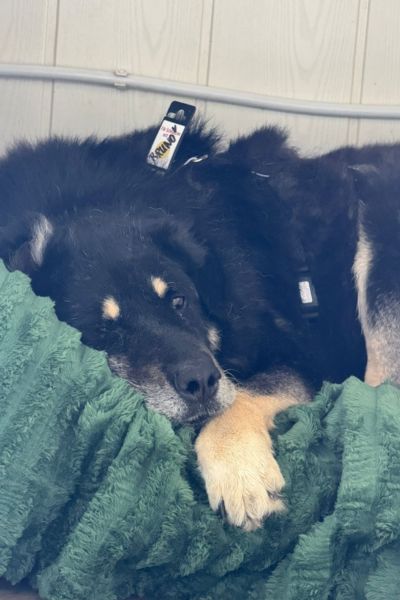 Rüde Bruno liegt eingekuschelt.