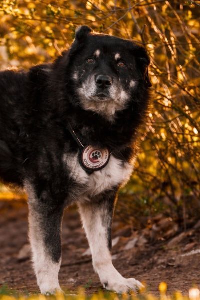 Bruno schaut aufmerksam in die Kamera.
