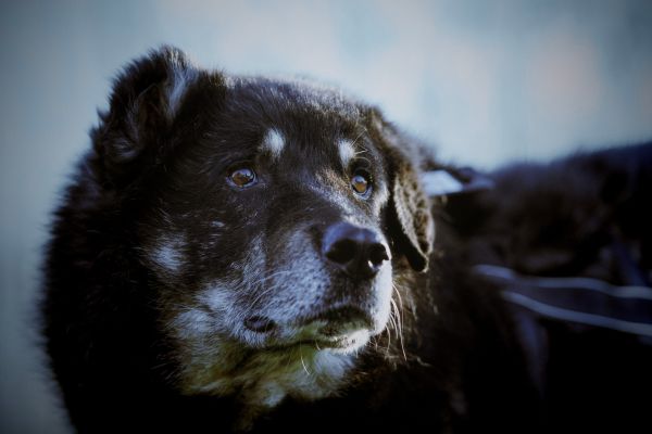 Rüde Bruno schaut aufmerksam zur Seite.