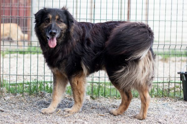 Rüde Benni steht in seinem Kennel.