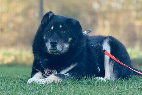 Rüde Bruno liegt im Gras.