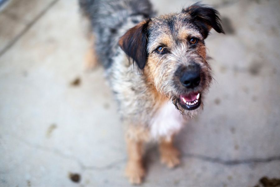 Die wuschelige Lona schaut in die Kamera.