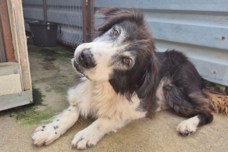 Hündin Jula schaut freundlich in die Kamera.