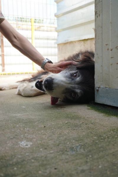 Hündin Jula schaut freundlich in die Kamera.