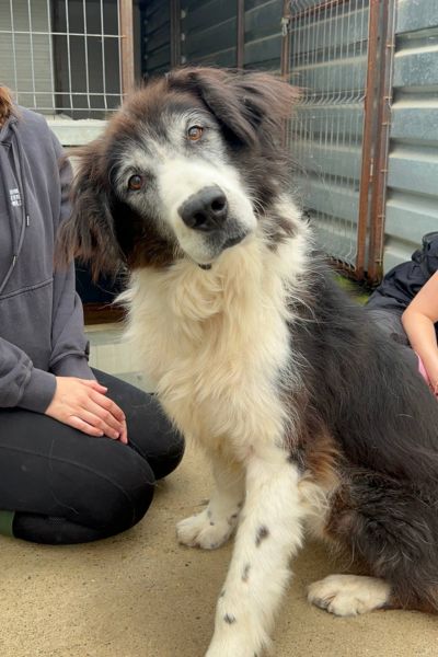 Hündin Jula schaut freundlich in die Kamera.