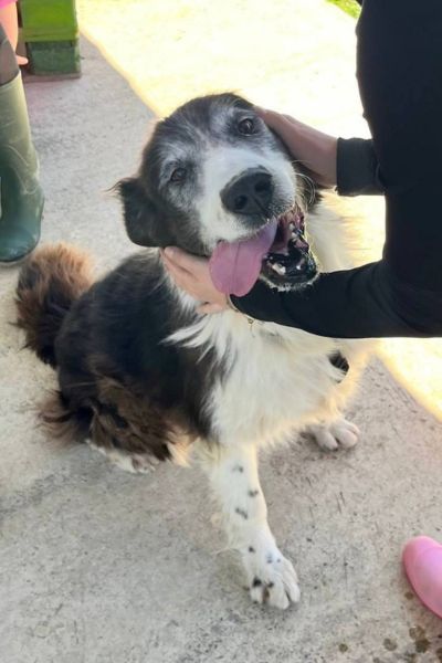 Hündin Jula schaut freundlich in die Kamera.