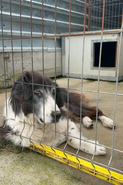 Hündin Jula schaut freundlich in die Kamera.