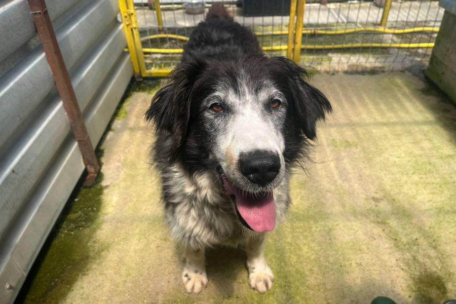 Hündin Jula schaut freundlich in die Kamera.