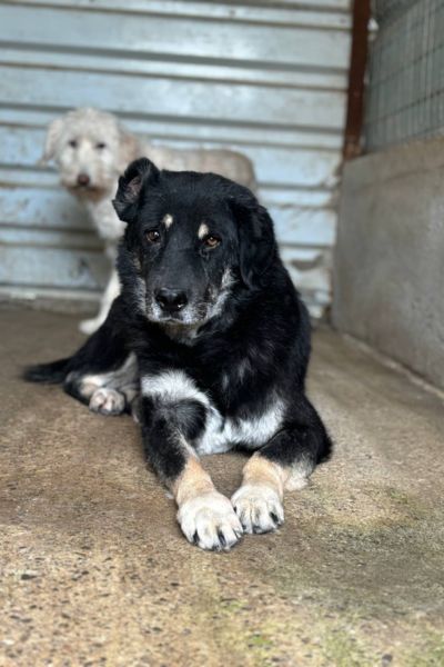 Senior Tierschutzhund Bruno schaut freundlich in die Kamera und wartet schon seit Jahren darauf adoptiert zu werden