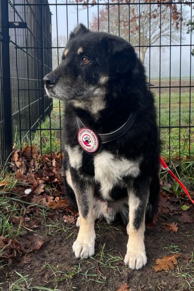 Rüde Bruno sitzt und schaut in die Kamera.