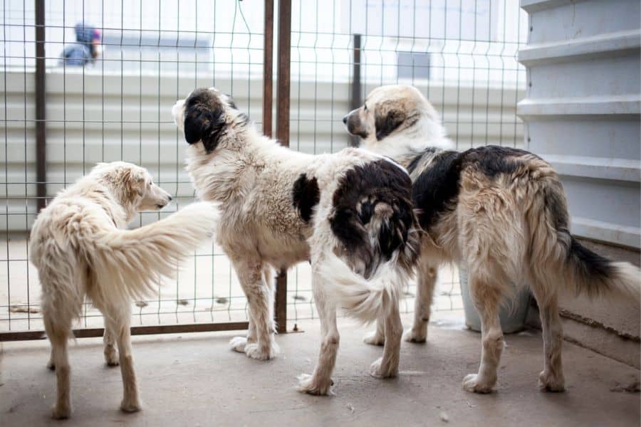 Dobby-steht-neben-zwei-weiteren-Hunden-Hunderettung-Europa
