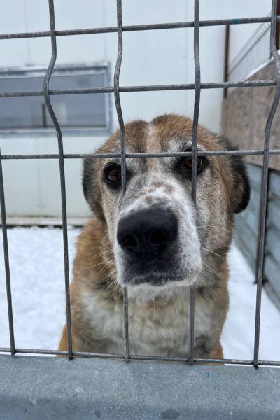 Clifford schaut lieb und freundlich in die Kamera.