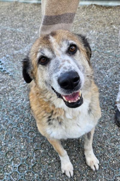 Clifford schaut lieb und freundlich in die Kamera.