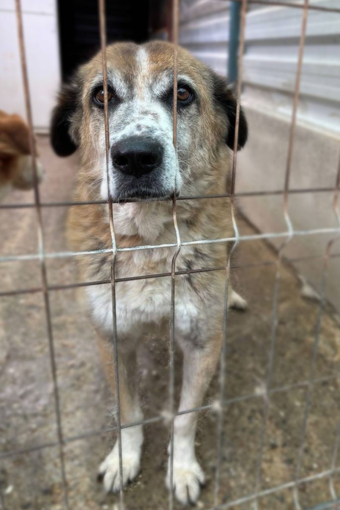 Der braun-weiße Senior Clifford mit dunkelbraunen Ohren steht in seinem Shelter und schaut traurig durch die Gitterstäbe.
