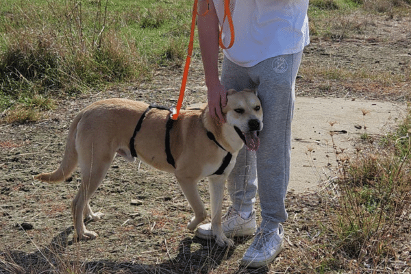 Arlo mit einem Pfleger beim Spazierengehen auf dem Feld.
