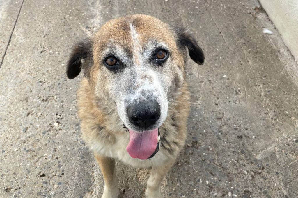 Der braun-weiße Senior Clifford mit dunkelbraunen Ohren sitzt in seinem Shelter auf dem Boden und schaut freundlich nach oben in die Kamera.