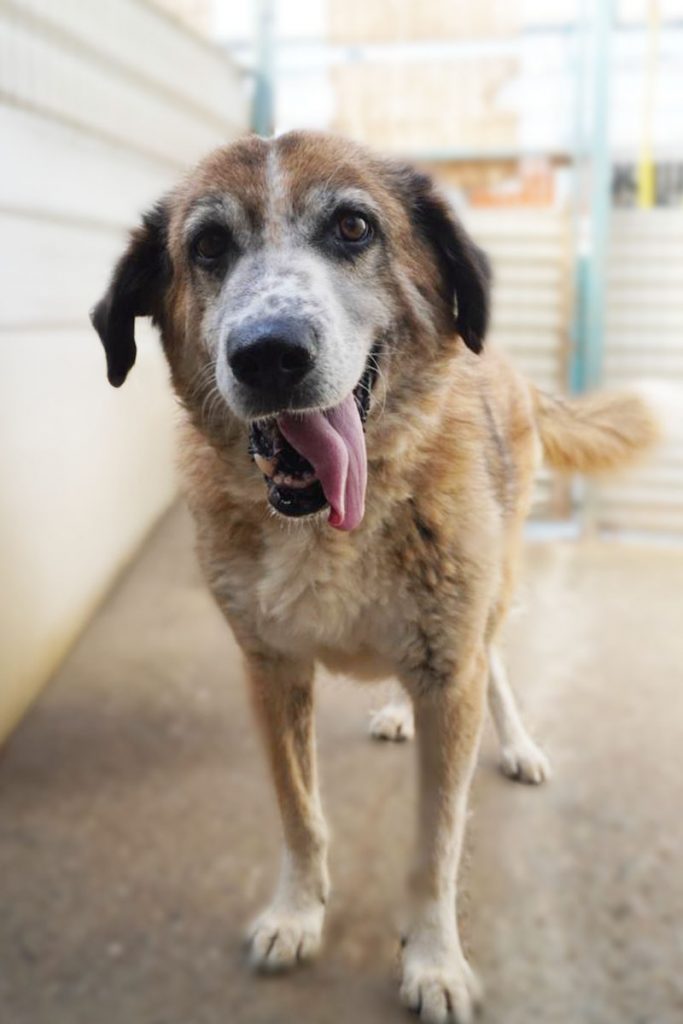 Der braun-weiße Senior Clifford mit dunkelbraunen Ohren steht in seinem Shelter und schaut freundlich in die Kamera.