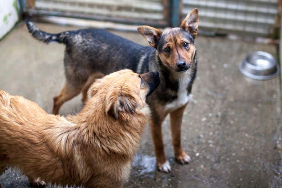 Hündin Mira steht neben einem anderen Hund im Zwinger