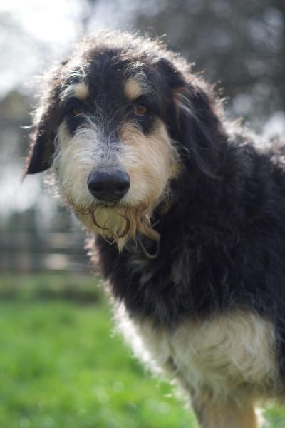 Rüde Nacho schaut traurig in die Kamera.