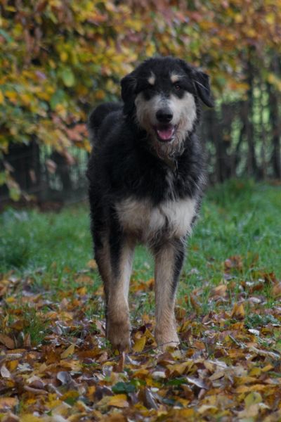 Nacho steht und schaut aufmerksam in die Kamera.