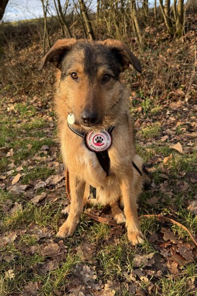 Taco sitzt und schaut in die Kamera.