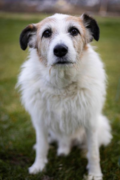 Pippin sitzt und schaut in die Kamera.