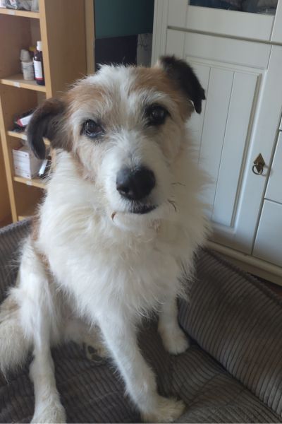 Pippin sitzt und schaut freundlich in die Kamera.