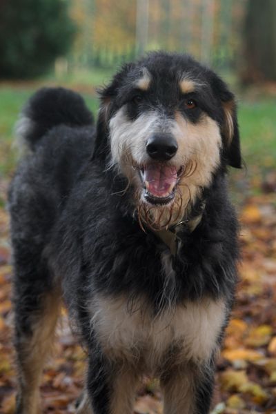 Nacho schaut fröhlich in die Kamera.