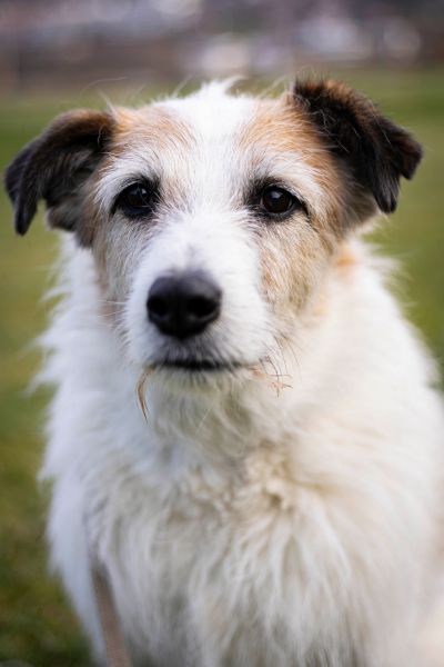 Rüde Pippin schaut neugierig in die Kamera.