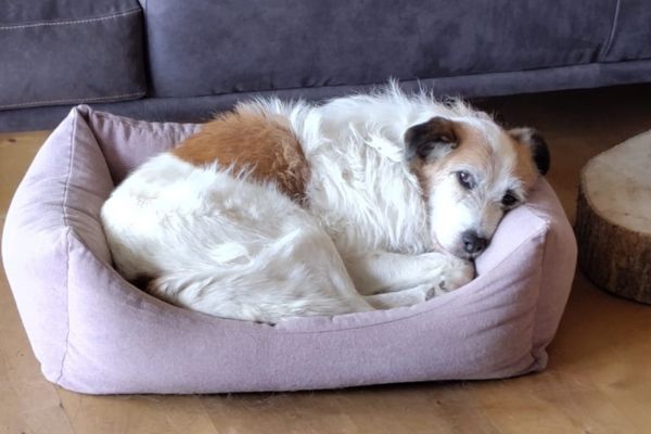 Pippin liegt eingekuschelt in seinem Körbchen.