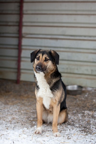 Tinka schaut in die Kamera