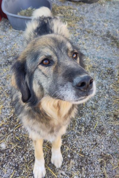 Bo schaut in die Kamera.