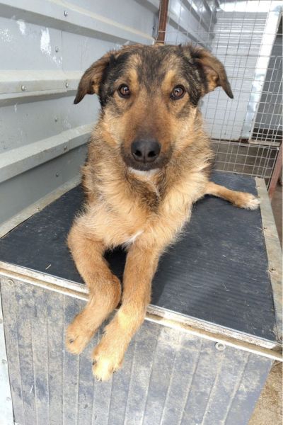 Der braune Rüde Taco schaut in die Kamera.