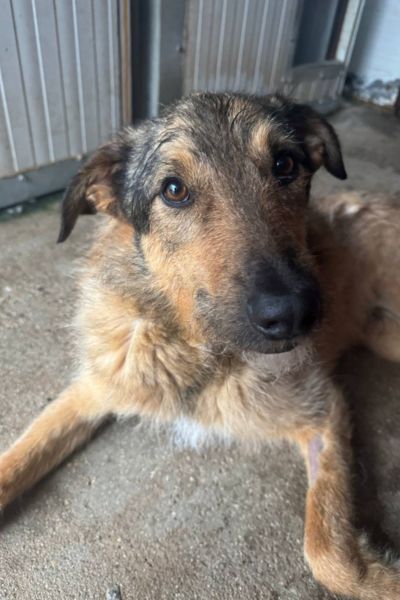 Der braune Rüde Taco schaut in die Kamera.