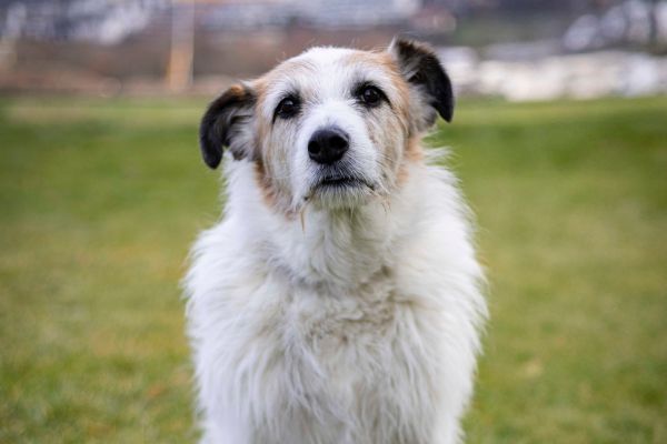Pippin schaut aufmerksam in die Kamera.