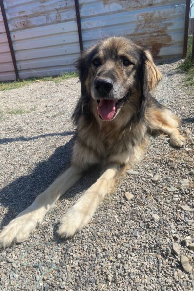 Rüde Bo guckt aufmerksam.