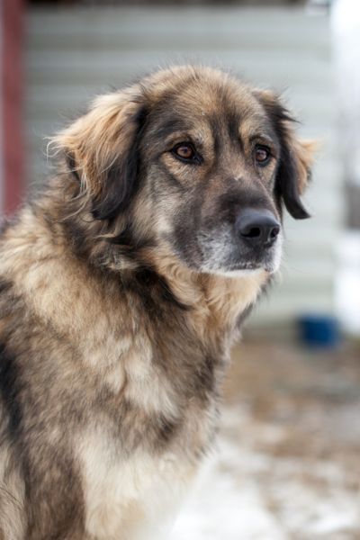 Rüde Bo guckt aufmerksam.