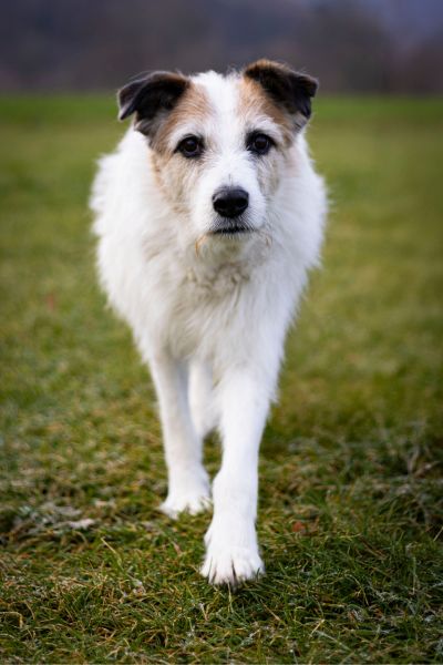 Pippin läuft auf die Kamera zu.