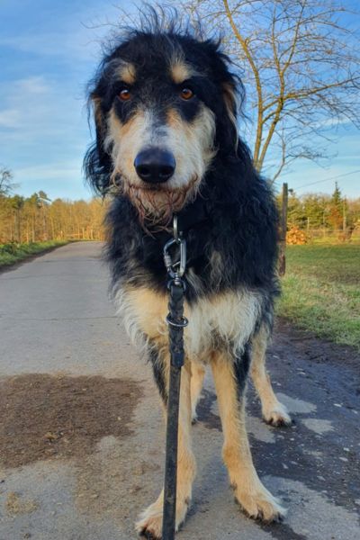 Nacho steht beim Spaziergang und schaut in die Kamera.
