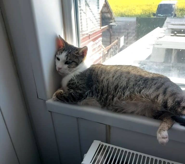 Kater Happy sitzt entspannt auf dem Fensterbrett und lehnt sich am Fenster an.