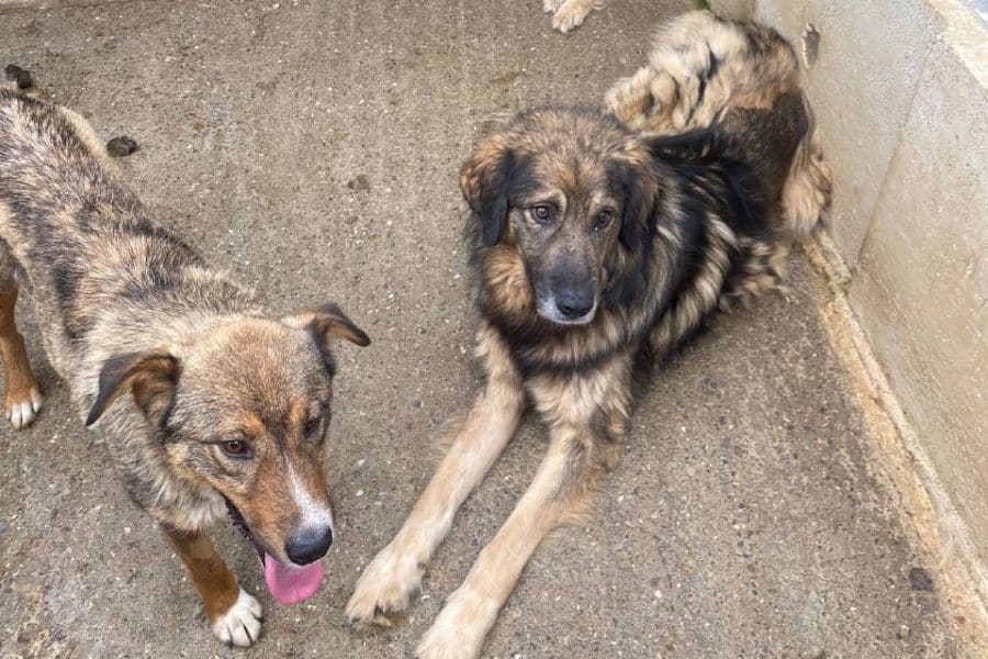 Bo liegt in seinem Zwinger im rumänischen Tierheim, sein Mitbewohner steht erwartungsvoll neben ihm und sie schauen beide in die gleiche Richtung