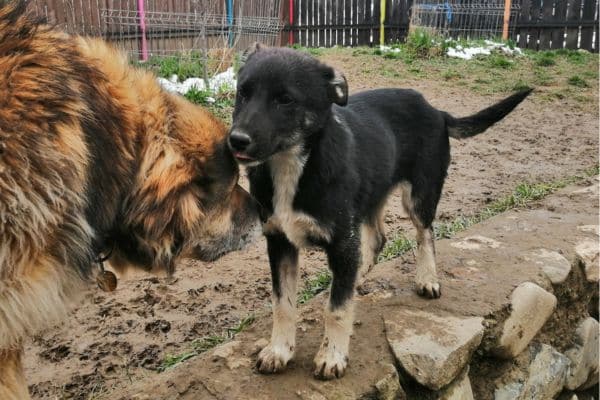 Hundewelpe Halloumi wird von erwachsenem Hund beschnuppert.
