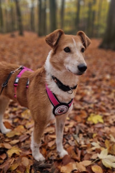 Enka steht im Wald und schaut neugierig zur Seite.