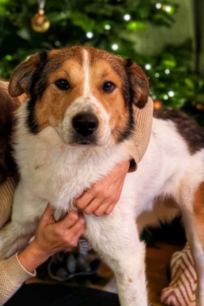 Faro schaut aufmerksam in die Kamera.