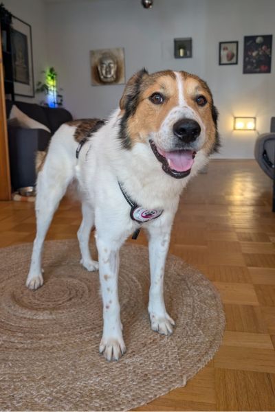 Faro steht und schaut freundlich in die Kamera.