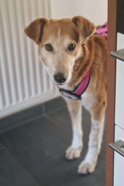 Hündin Enka schaut neugierig um die Ecke.