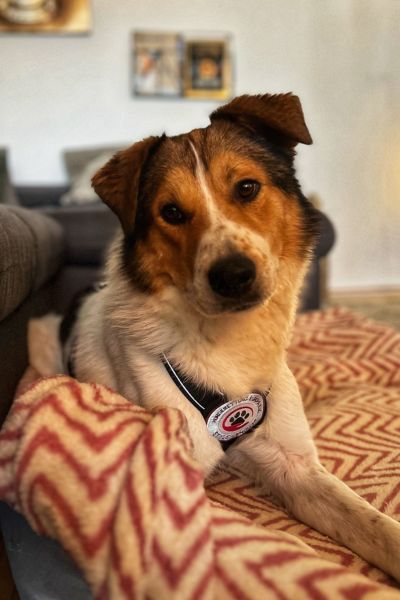 Faro liegt und schaut mit gespitzten Ohren in die Kamera.